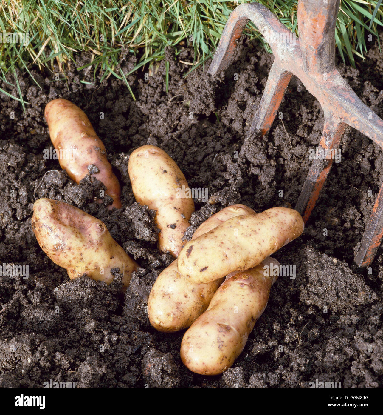 Potato - `Pink Fir Apple'   VEG008640 Stock Photo